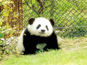 国宝大熊猫的战斗力究竟有多强 网友 没想到你是这样的熊猫