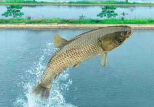草鱼养殖技术:草鱼要怎么养好,新手养殖一万尾草鱼注意什么，谢谢