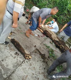 可怕 宜宾一公路边一颗大树倒下,当场砸死1人 