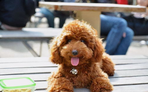 泰迪犬吃这些食物,比狗粮还 营养 ,还不赶紧喂