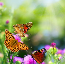 有哪些关于蝴蝶的诗句