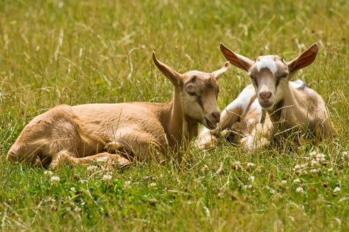 养殖努比山羊如何防止品种退化 3个要点要牢记