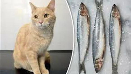 都说猫吃鱼是天性,为啥很多猫并不吃鱼 真相很多人都不知道 