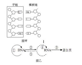 下列有关物质通过细胞膜的说法正确的是A.小分子物质和离子都是通过自由扩散进入细胞 B.分泌蛋白的分泌需要能量但不需要细胞膜上的载体蛋白 C.葡萄糖等较大的分子只能通过主动运输进入细胞 