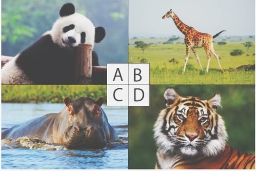 心理测试 4种动物选一种,测你最近会否极泰来吗