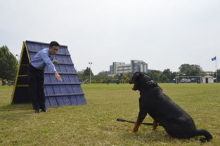 警花与警犬 开机 于和伟携 麻辣女兵 驯警犬 