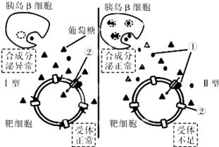 研究发现.动物细胞膜上的载体和受体常常联在一起.共同完成某一生理过程.人类糖尿病的发病机理就与之相关.如图是Ⅰ型.Ⅱ型两种糖尿病部分发病机理示意图.请回答 1 