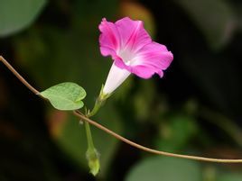 那种白天开花,晚上就谢了,是什么花 