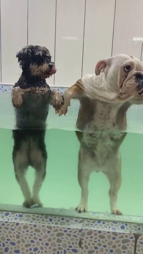 看什么看,没见过狗狗洗澡的吗,看我给你表演真正的狗刨 