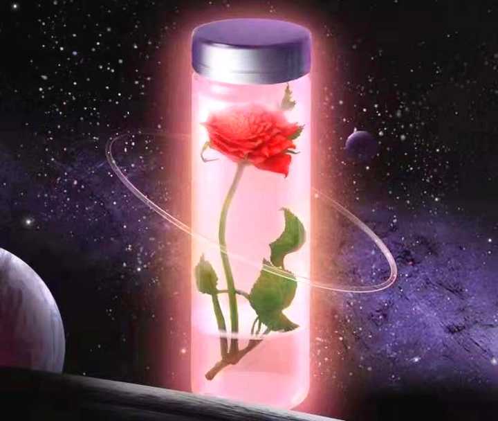 太空玫瑰七夕亮相,花期远超其它玫瑰,来自神舟四号,已培育19年