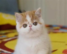 免费领养一只1岁半加菲猫 运城宠物猫 运城列表网 