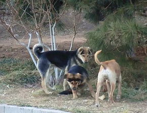 流浪狗被收养回家,半个月后狗狗逃跑还带着一群流浪狗堵住家门口 