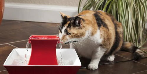 猫咪不能喝 生水 不是矫情,还跟这些原因有关,给爱猫喝开水
