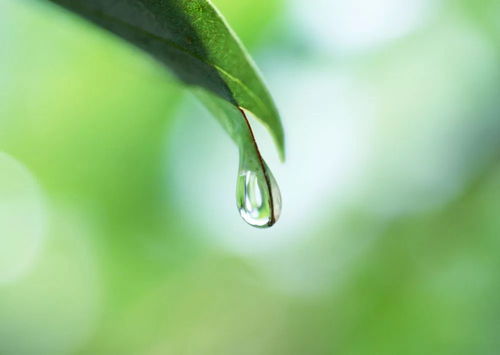 寒露 九月节,露气寒冷,将凝结也