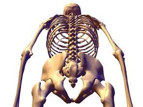 人体骨骼图片 第13张