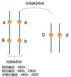 2016高考理综复习方法总结 生物之基因计算突破 