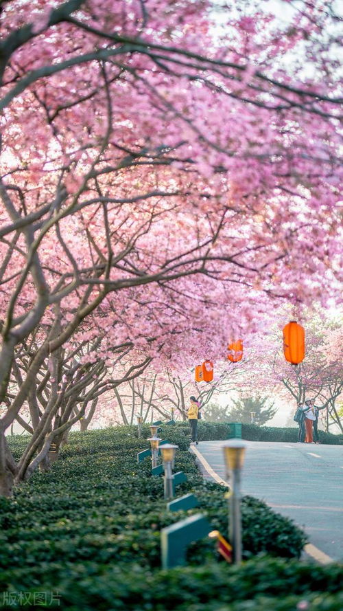 被樱花包围的小城,国内唯一赏樱地,12月正值花期 本地人年年去