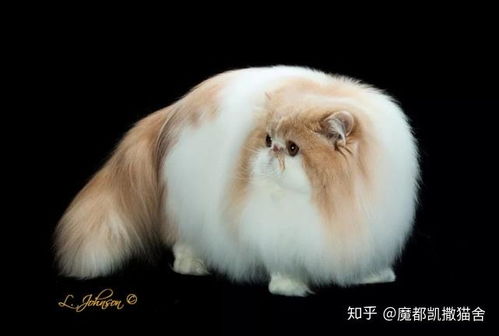 上海布偶猫舍,上海布偶猫舍排名