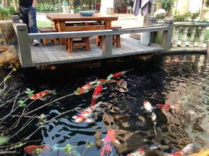 如果家里有个院子,就建个这样的鱼池吧,越住越富贵,真是太美了 庭院 