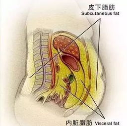 如何减内脏脂肪,这些知识你一定要了解