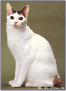 日本短尾猫– 