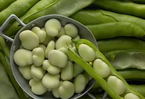 春天的蚕豆,青绿鲜嫩,粒大饱满,尝鲜趁早,四月吃正当时 折耳根 