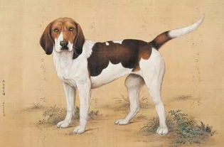 视觉 看看这些名画中的狗,康熙皇帝才是养狗的行家 