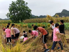 桂林这所小学火了 老师带着学生干这种事...刷新全城家长的认知