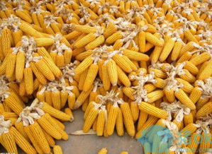 水稻 玉米 大豆如何储存 常见的饲料原料储存方法
