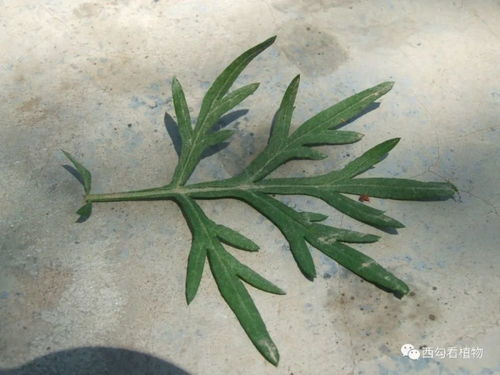 蒙古蒿 Artemisia mongolica