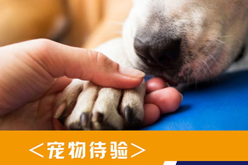 南京航空宠物托运多少钱