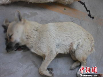 浙江两男子毒针射杀家养狗 获取狗肉用以贩售 