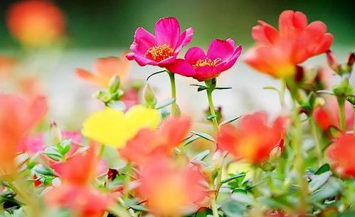 夏天阳台养花,首选几种花儿,花开美如仙女,耐热花期长