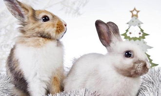 养兔技术需要专业,专业养兔户教你促进母肉兔发情的技术 