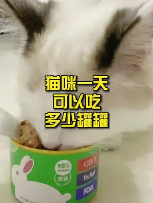 猫咪一天可以吃多少罐罐 萌宠好物 猫咪 猫 猫罐头 宠物知识 