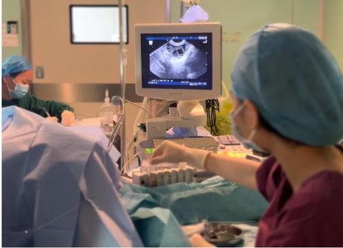 湛江久和医院纪慧丽：试管养囊不易，三个方向可提高囊胚养成率