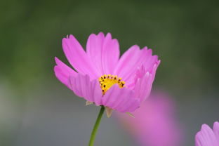 花朵生长的4个过程（花朵生长的4个过程图片大全）