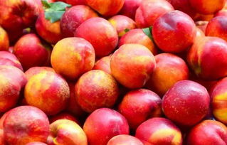 桃子什么时候成熟季节成熟月份与采摘时间