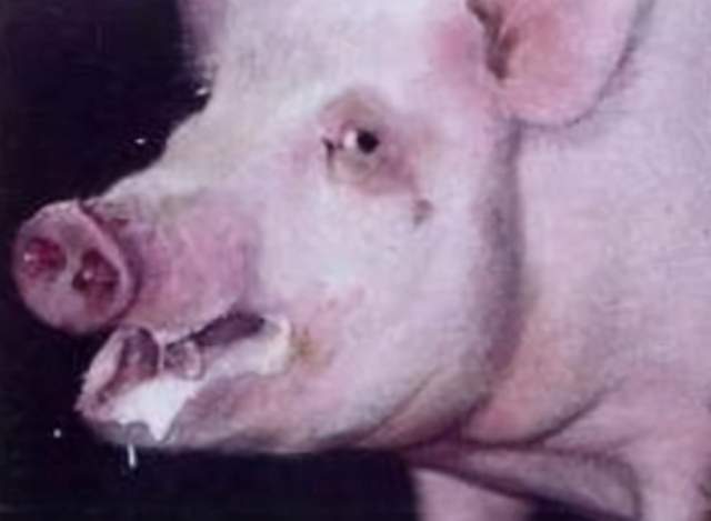猪磨牙口吐白沫是什么病 猪磨牙是什么原因引起的 原来是这样