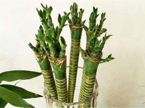 三根龙竹和八颗富贵竹养一起可以吗？