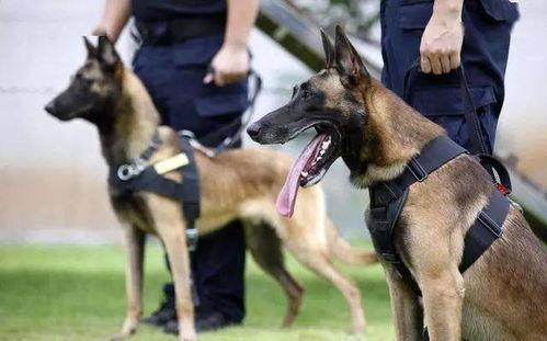 以下7大狗狗,已在城市 禁养名单 内,养了小心警察找上门