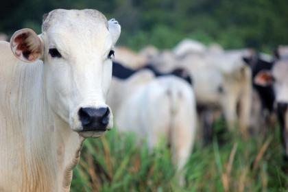 属牛是哪一年出生的年份 不同属牛人个性命运分析