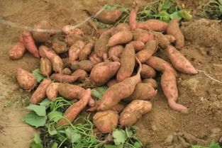 道县又到了挖红薯的季节了,快回家帮你妈妈挖红薯吧