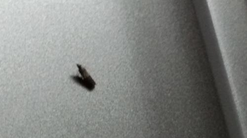家里厨房出现了好多像这样飞蛾,这种飞蛾是怎么来的,有什么办法消灭它吗 