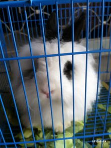 黑耳朵黑眼睛全身长着长长的白毛竖耳朵是什么兔子 