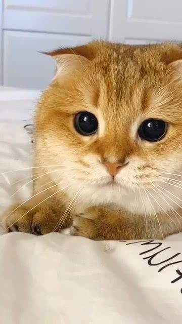 猫真的是看见喜欢的瞳孔就会放大吗 