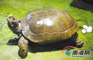 海师龟鳖博物馆 记录生物进化传奇 