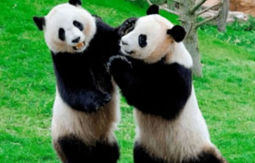 大熊猫如果不濒危能否做宠物 去问下大熊猫另一个名字