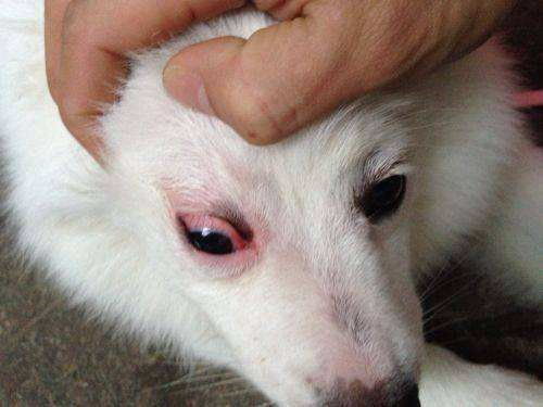 狗狗眼睛红可以吃消炎药吗