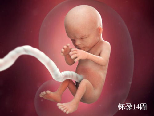 怀胎十月,胎儿是如何一点点 变身 的 不同月份胎儿发育情况